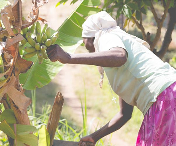 Banana Juice Making